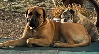 Mastiff and English Bulldog