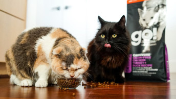 Two cats sitting on the floor eating GO! SOLUTIONS CARNIVORE Grain-Free Chicken, Turkey + Duck Recipe kibble