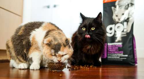 Two cats sitting on the floor eating GO! SOLUTIONS CARNIVORE Grain-Free Chicken, Turkey + Duck Recipe kibble