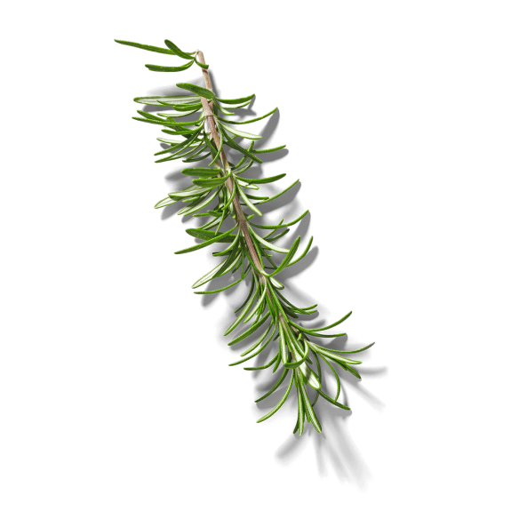 Rosemary stem