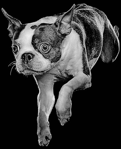 Boston Terrier dog leaping in black and white