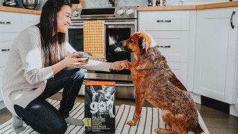 Brown dog shaking pet parents hand in the kitchen with puppy recipe
