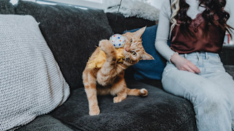 Cat playing with toy on couch