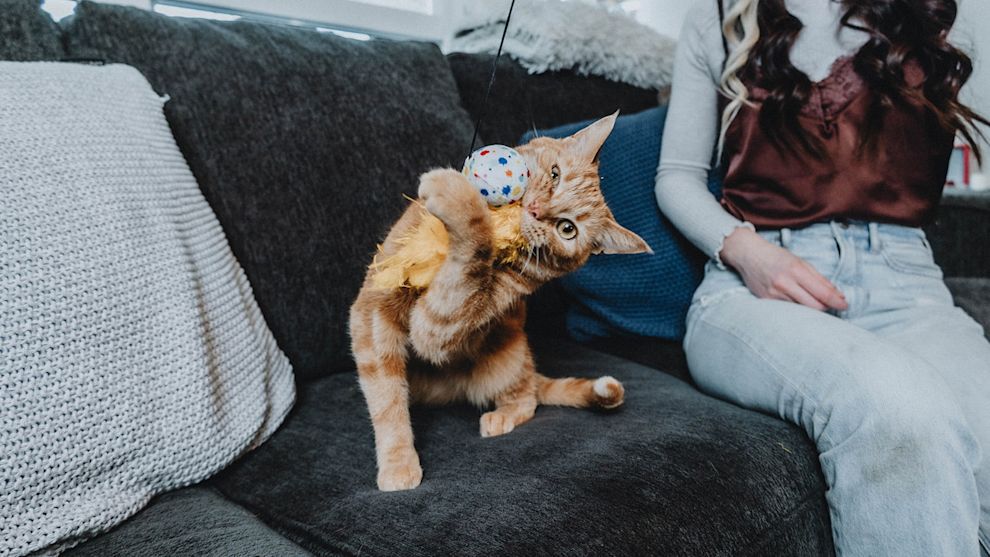 Cat playing with toy on couch