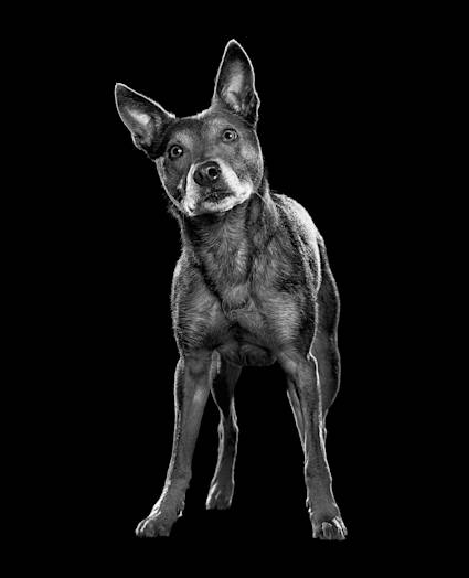 Black and white dog