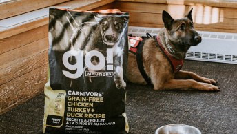 Avalanche dog Casey sitting on floor beside bag of GO! SOLUTIONS kibble