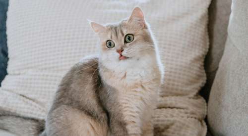 Cat on grey couch with tongue out