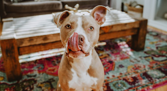 Pitbull dog licking its lips