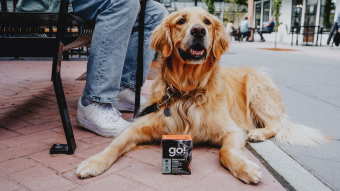 Golden Retriever with Go! Tetra Pak carton