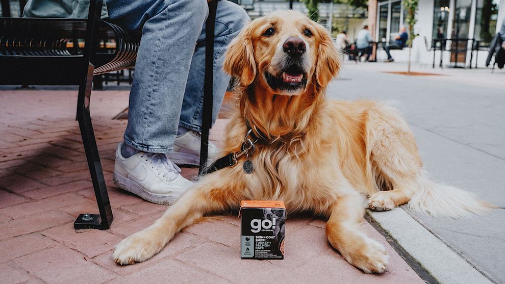 Golden Retriever with Go! Tetra Pak carton