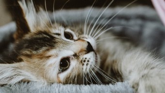Kitten laying in cat hammock