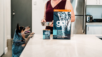 Blue Heeler with paws on counter with bag of GO! SOLUTIONS CARNIVORE Grain-Free Chicken, Turkey + Duck Adult Recipe for Dogs