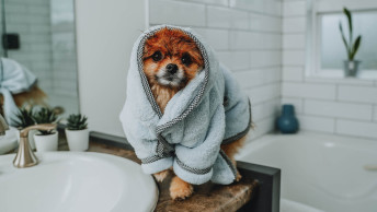 Pomeranian dog in bath robe in bathroom