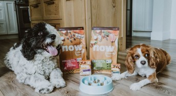 Two dogs with NOW FRESH kibble and wet food and puzzle bowl