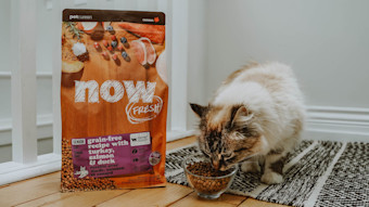 Cat eating Now Fresh senior cat kibble