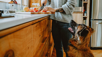 Dog watching owner prepare fruits and vegetables on counter
