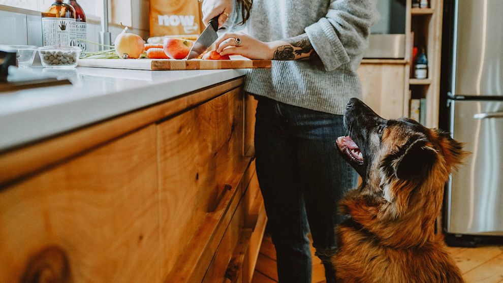 Dog watching owner prepare fruits and vegetables on counter