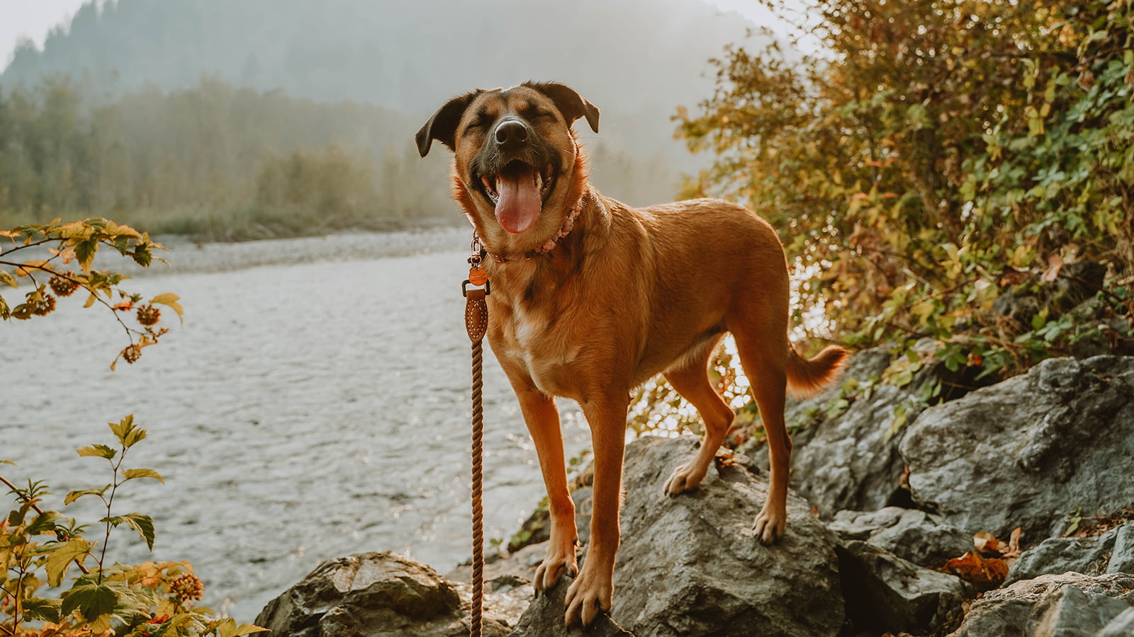 Dog Body Language Chart Now Fresh