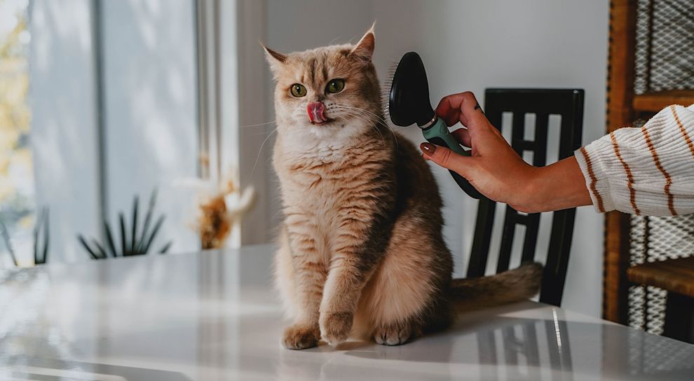 Fluffy cat being brushed