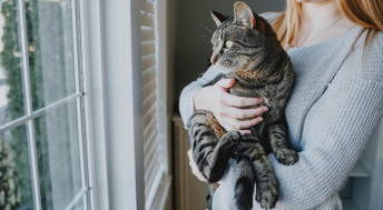 Cat being held by owner staring out window