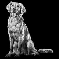 Golden Retriever dog sitting