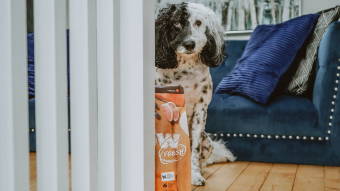 Dog in front of couch with bag of kibble