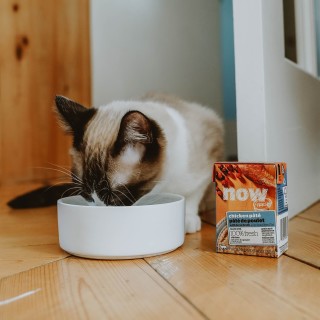 Cat eating NOW FRESH wet food from dish on the floor