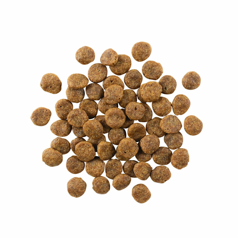 GO! SOLUTIONS SENSITIVITIES Limited Ingredient Grain-Free Salmon Recipe for Dogs kibble