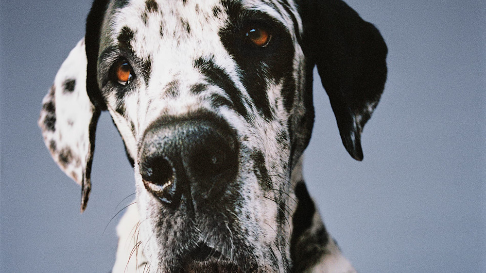 Closeup of Great Dane looking at camera