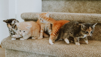 Kittens on carpeted staircase