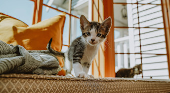 Kitten on window bench