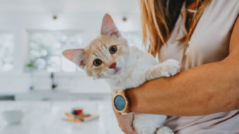 Pet parent holding cat in kitchen looking at camera