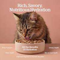 All the benefits of hydration: brain function, heart health, improved digestion and nutrient absorption, skin and coat health, urinary health