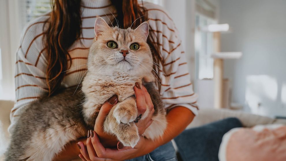 Cat being held