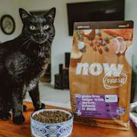 Black cat sitting beside bowl of kibble and bag of NOW FRESH Senior cat food