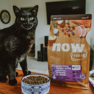 Black cat sitting beside bowl of kibble and bag of NOW FRESH Senior cat food