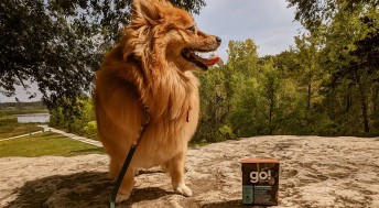 Pomeranian dog beside Go! Solutions wet food Tetra Pak