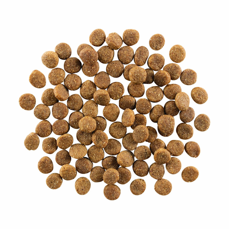 GO! SOLUTIONS SKIN + COAT CARE Chicken Recipe with Grains for Dogs kibble