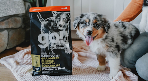 Aussie puppy with bag of Go! puppy food