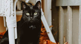 Black cat under chair with fall leaves