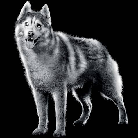 Black and white husky standing with tongue out