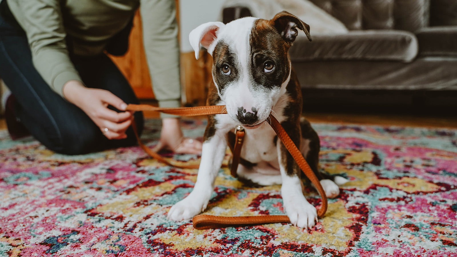 How to Leash Train a Dog That Won t Walk Now Fresh