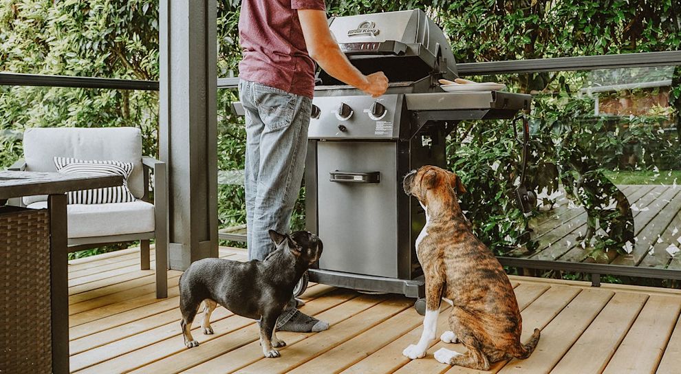 French Bulldog and Boxer waiting by barbeque