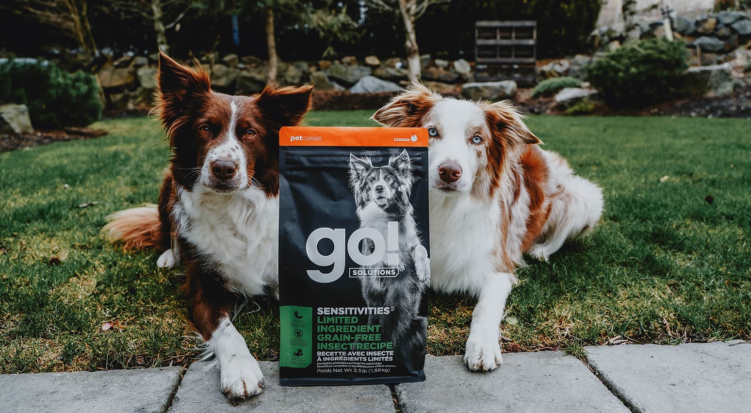 Go solutions best sale dog food review