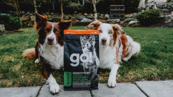 Two Border Collie dogs in backyard sitting behind GO! Insect Recipe bag