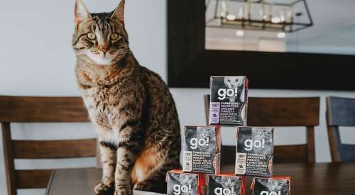 Tabby cat sitting beside pyramid of GO! SOLUTIONS Tetra Paks