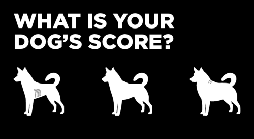 What is your dog's score?