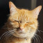 Orange tabby cat wincing in sunlight