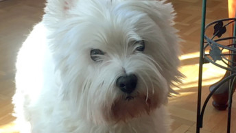 West Highland White Terrier looking at camera