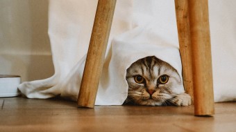 Cat peeking its head from under tablecloth